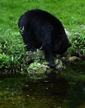Black Bear Water Pond