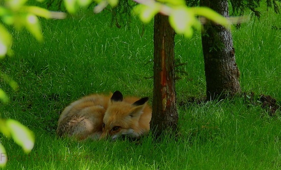 Red Fox Laying Grass Forest Head Down