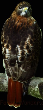 Red Tail Hawk Black