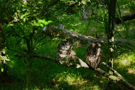 Two Owls Perched Branch