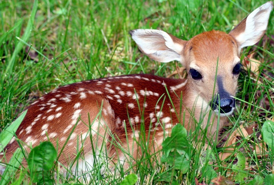 Whitetail Fawn Deer