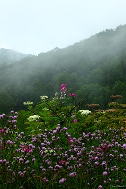Wildflowers after Rain Foggy Mountains