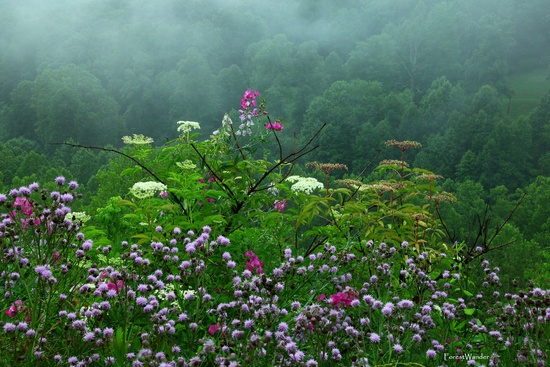 Beautiful Late Spring Rain Wildflowers