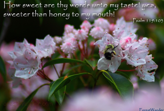 Psalm 119-103 How Sweet Thy Words Taste Sweeter Honey Mouth