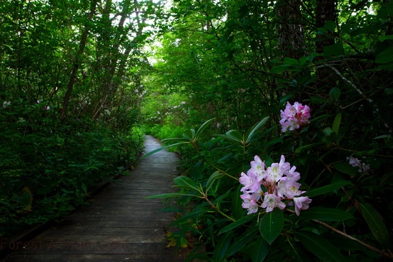 Cranberry Glades Rhododendron