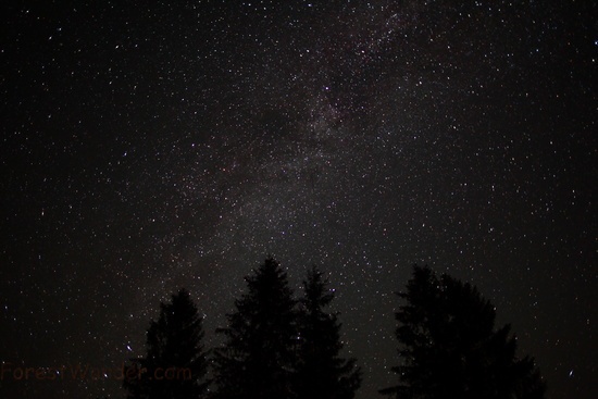 Forest Night Sky Spruce Trees Stars