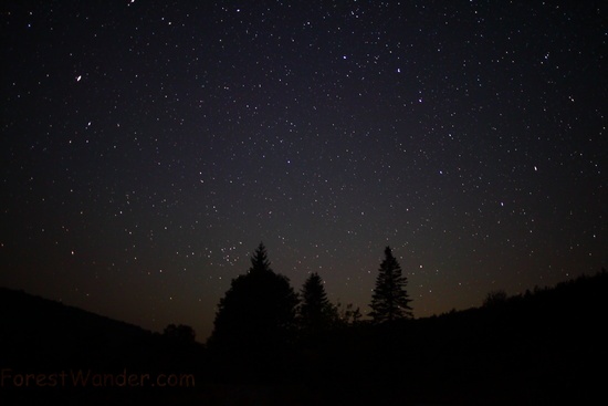 Night Sky Stars Forest Trees