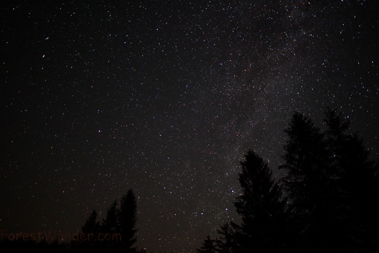 Spruce Forest Night Sky Stars