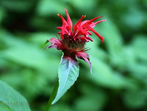 West Virginia Forest Wildflower