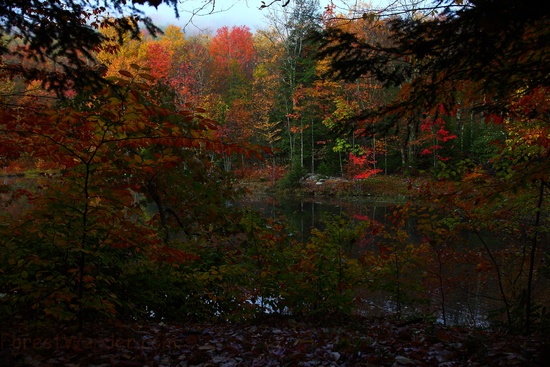 Fall Forest Foliage Early Morning