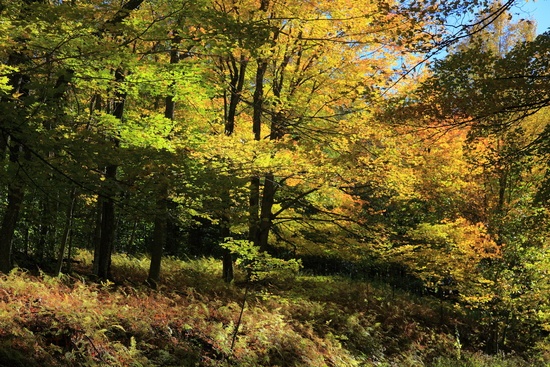 Fall Foliage Forest Trees Leaves