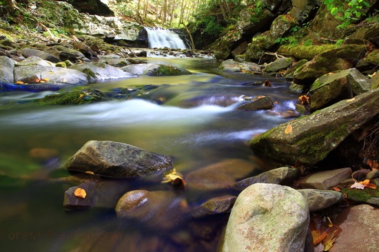 Deep Forest Waterfall Stream Rock Leaves