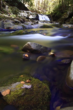 Hidden Forest Waterfall Leaves Rocks Stream