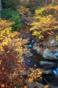 Autumn Creek Foliage