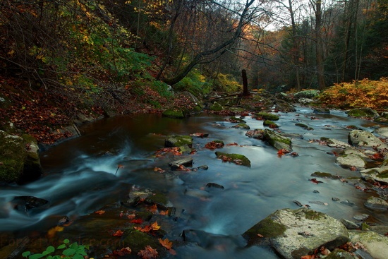 Autumn Forest Creek Scenery