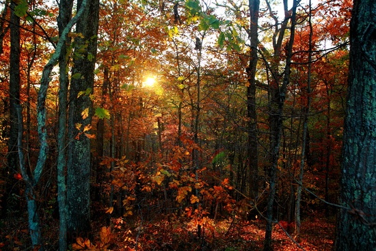 Autumn Trees Leaves Foliage Sunset