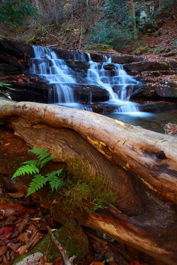 Fallen Tree Fern Forest Waterfall