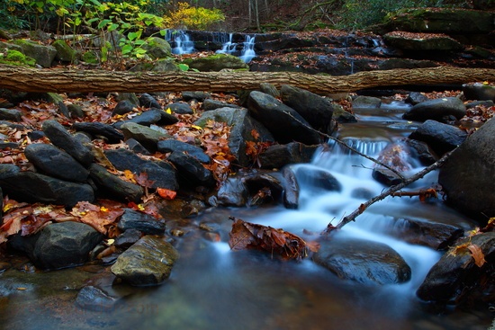 Fallen Tree Forest Stream Waterfalls