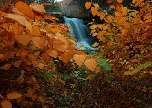 Waterfall Behind Yellow Foliage