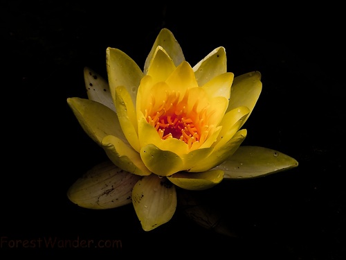 Ornamental Yellow Water Lily Nymphaeaceae Flower