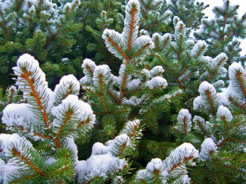 Blue Spruce Pine Tree