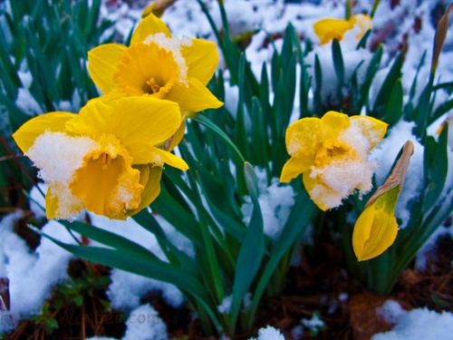Snow Covered Spring Daffodil Flowers