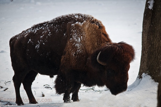 Large Bull Buffalo Winter Snow Profile