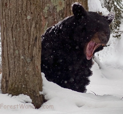 Black Bear Woke up Snow