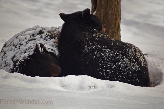 Black Bears Winter Snow Sleeping