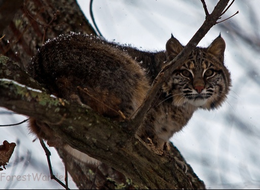 Bobcat Snow Climb Tree