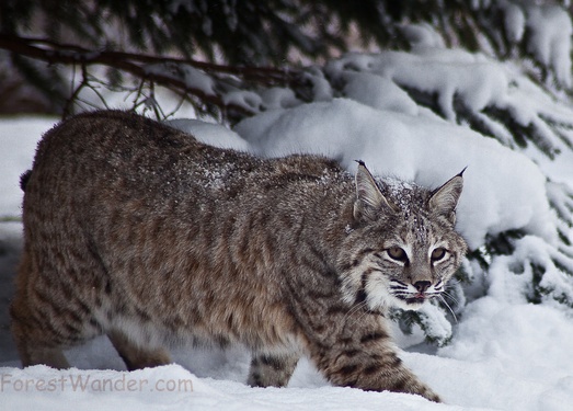 Bobcat Snow Tree