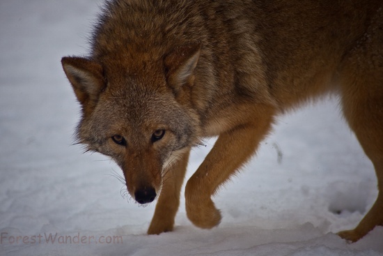Coyote Stalk Winter Snow