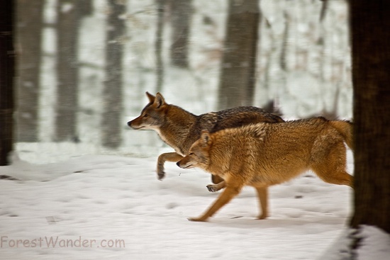 Coyotes Running Snow