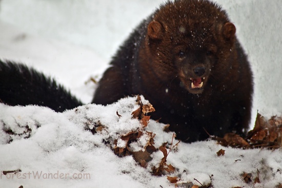 fisher cat attack. fisher Puppies, fisher cat