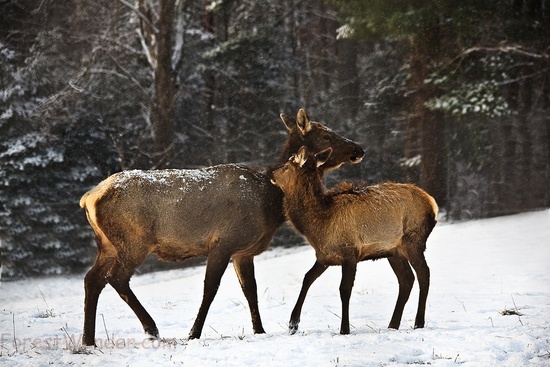 Mother Elk Her Calf Hug Snow