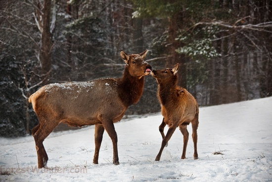 Mother Elk Baby Calf Kissing Snow