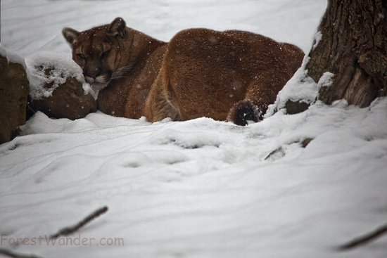 Mountain Cougar Lay Snow Falling