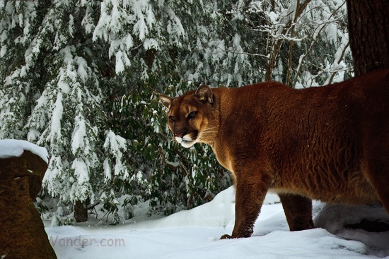 Mountain Lion Winter Forest Snow
