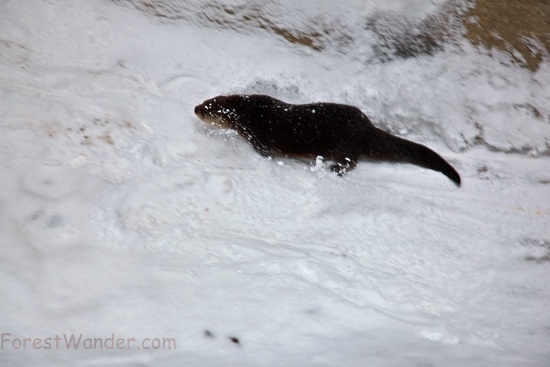 Otter Sliding Snow Flying