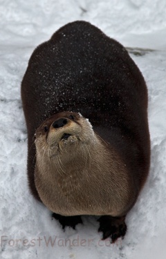 Otter in the Snow Looking Up
