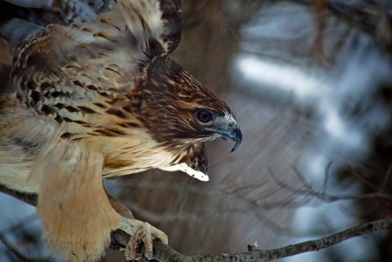 Red Tail Hawk Winter Tree