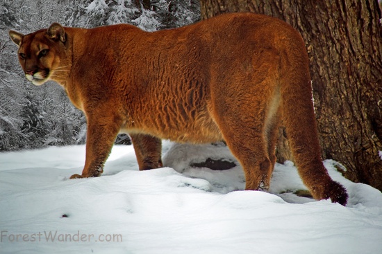 West Virginia Cougar Winter Snow