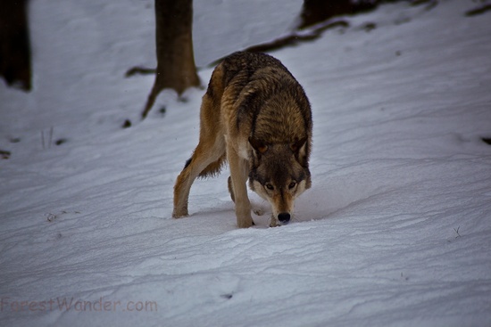 Wolf Winter Hunting Snow Trees