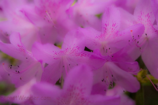 Spring Azalea Flowers in a Dream