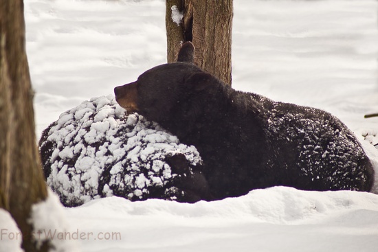 Black Bear Winter Sleep