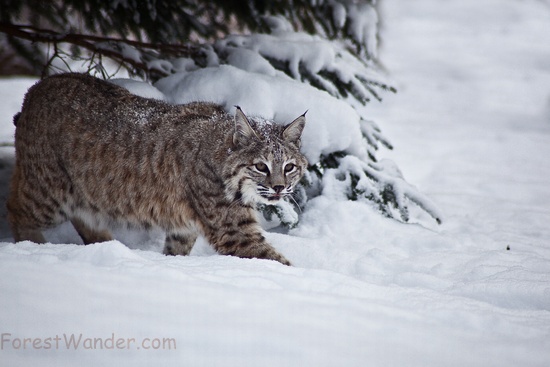 Bobcat Snow Tree Background