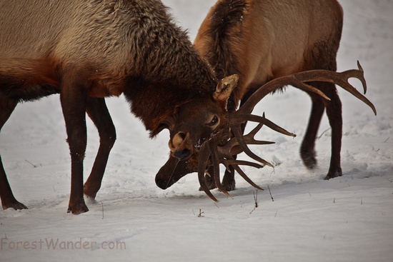 Bull Elk Antler Sparing Dominance