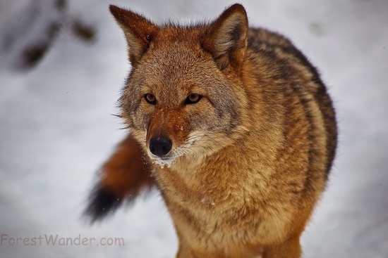 Coyote Face Tail Snow Mouth