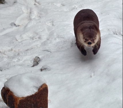 Otter Running Snow Playing