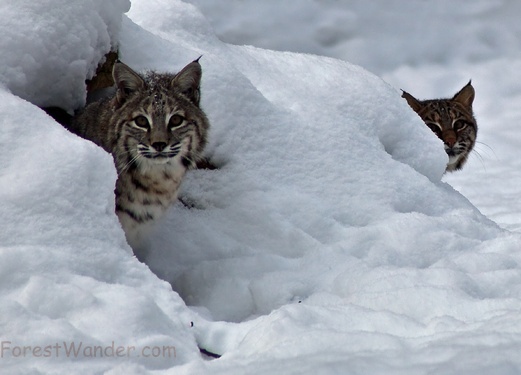 Two Bobcats Peeking Out Den Snow